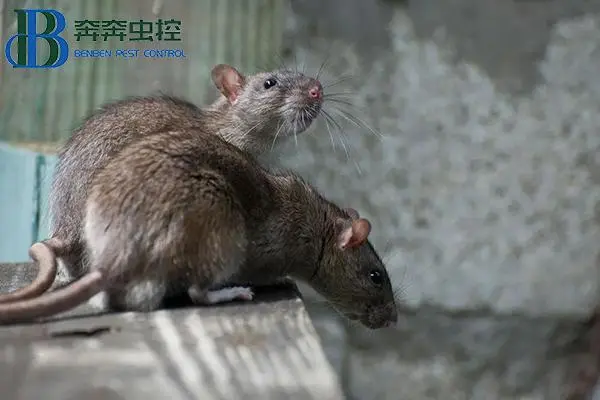 如何灭老鼠_除虫灭蚁灭老鼠_东莞灭老鼠臭虫蟑螂