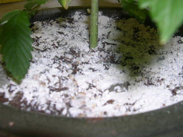 硅藻土灭臭虫_灭臭虫硅藻土怎么处理_硅藻土杀臭虫