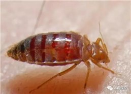 专业灭臭虫_灭臭虫神器_灭臭虫的用品