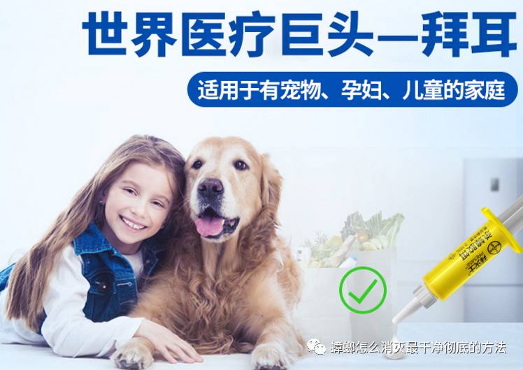 蟑螂如何消灭干净_蟑螂消灭干净彻底方法有哪些_蟑螂怎么消灭最干净彻底的方法