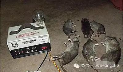 猪圈杀苍蝇什么好_猪舍灭苍蝇_猪场灭苍蝇