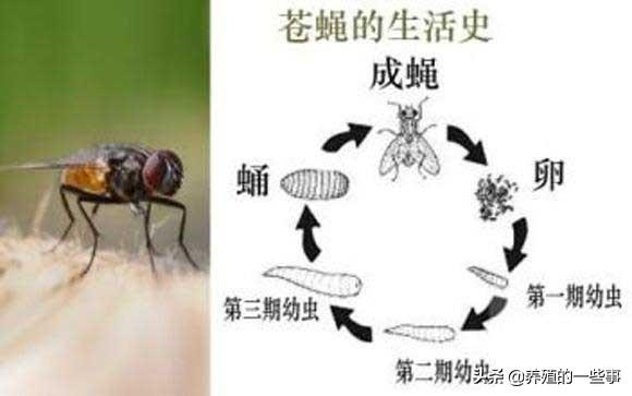 猪场杀苍蝇_猪场灭苍蝇_猪舍灭苍蝇