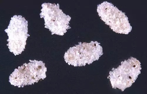 消灭跳蚤最有效的方法_跳蚤怕什么如何消灭跳蚤_怎样消灭跳蚤