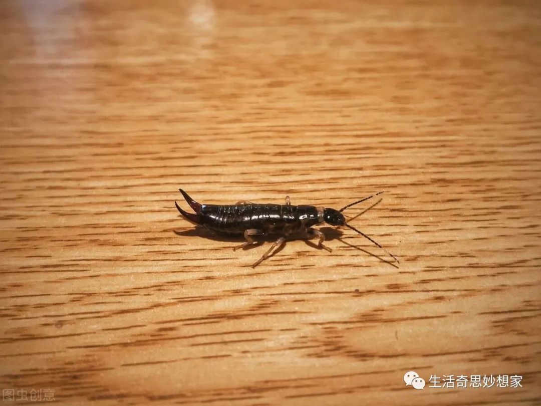 灭跳蚤土办法_灭土跳蚤有效方法有哪些_灭跳蚤最有效的土方法