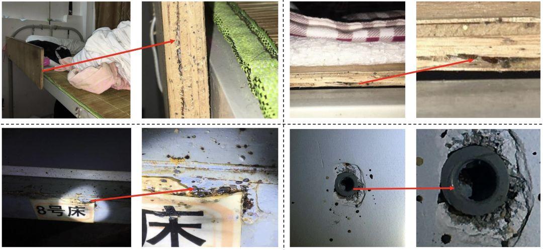怎么灭床上臭虫_怎么灭床上的臭虫_床上杀臭虫的喷什么药