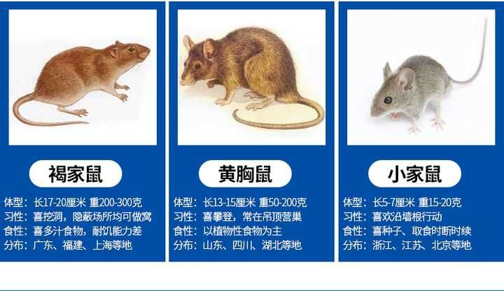 如何灭老鼠_老鼠怎么灭_灭老鼠