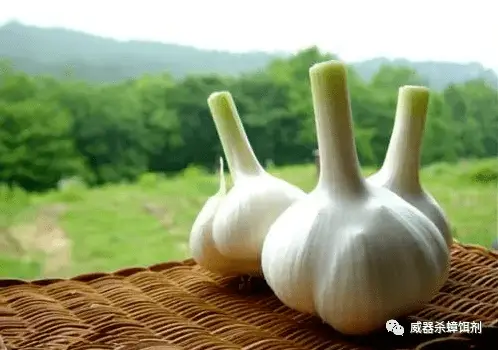 灭蟑螂最有效方法_蟑螂如何灭_蟑螂灭除方法
